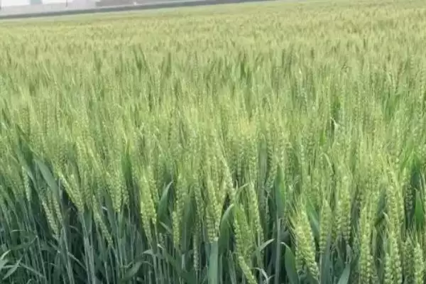 镇麦15小麦种子介绍与春性中熟特性(镇麦15小麦种子介绍及春性中熟特性)?插图3 镇麦15小麦种子介绍与春性中熟特性(镇麦15小麦种子介绍及春性中熟特性)?插图3