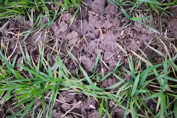 麦田杂草发生规律介绍(麦田杂草秋季发生密度高危害大)？插图4