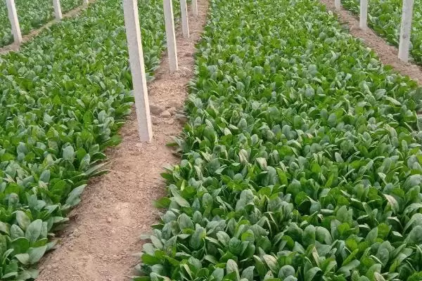 越冬菠菜种植时间与适宜气温条件(越冬菠菜什么时候种及适宜气温)?插图1 越冬菠菜种植时间与适宜气温条件(越冬菠菜什么时候种及适宜气温)?插图1