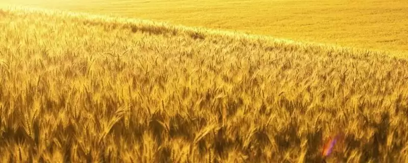 华麦1309小麦种子特征特性、播种量(华麦1309小麦种子特征特性,亩播种量10~13公斤)?插图 华麦1309小麦种子特征特性、播种量(华麦1309小麦种子特征特性,亩播种量10~13公斤)?插图