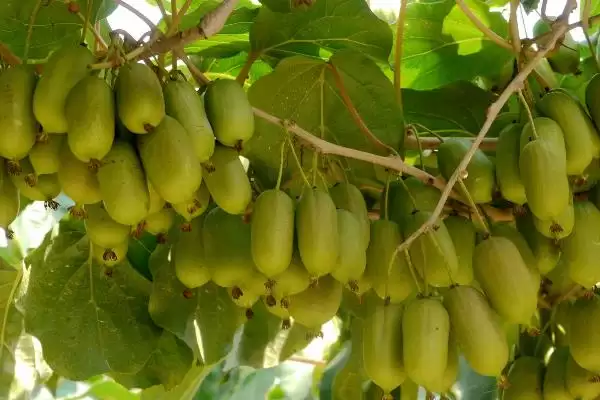 软枣猕猴桃北方过冬方法(软枣猕猴桃北方入冬前需修剪、施肥)?插图6 软枣猕猴桃北方过冬方法(软枣猕猴桃北方入冬前需修剪、施肥)?插图6