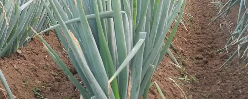 春季适合种植的蔬菜种类(春季适合种植哪些蔬菜，可种植油菜、春大蒜、茄子等)？-会东网