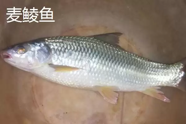 麦鲮鱼和红眼鱼区别介绍(麦鲮鱼圆鳞、吻钝、嘴阔与红眼鱼区别)?插图5 麦鲮鱼和红眼鱼区别介绍(麦鲮鱼圆鳞、吻钝、嘴阔与红眼鱼区别)?插图5
