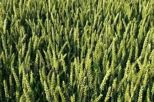 花培8号小麦品种特性、所属类型(花培8号小麦品种的特性，属弱春性多穗型中晚熟品种)？插图1