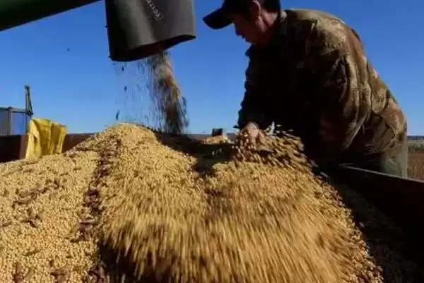大豆收获时间的影响因素(大豆几月份收获,种植时间不同收获的时间也不同)?插图1 大豆收获时间的影响因素(大豆几月份收获,种植时间不同收获的时间也不同)?插图1