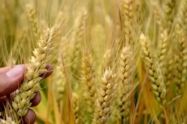 中育1428小麦品种简介与全生育期时长(中育1428小麦品种简介及全生育期)？插图1