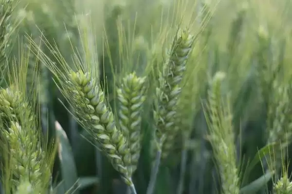 致胜5号小麦品种简介与每亩播量(致胜5号小麦品种简介及每亩播量)？插图1