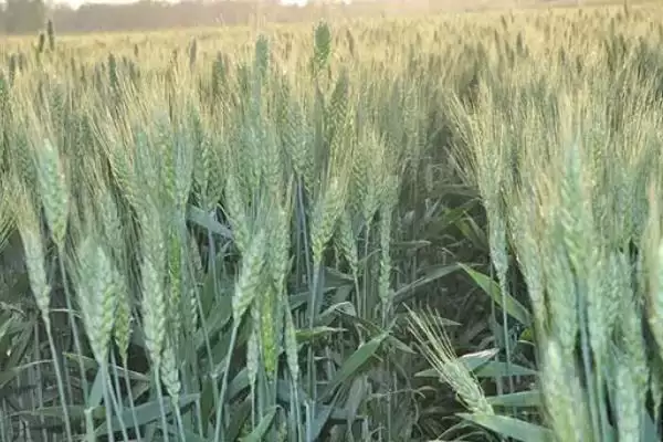 辽春33小麦种情况、播种时间(辽春33小麦种简介，3月10日～3月25日播种)？插图3