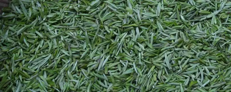 江苏名茶推荐相关品牌情况(江苏名茶推荐，介绍排行榜前十名)？-会东网