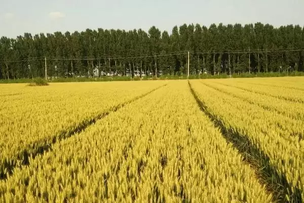 小麦管理及用药方法与生长阶段关系(小麦管理及用药咋做与生长阶段)？插图2