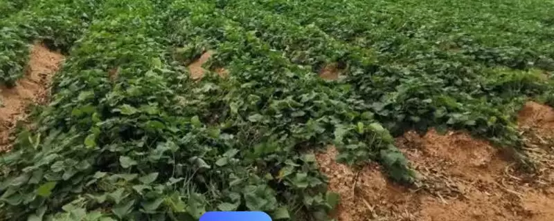 地瓜管理各阶段工作要点(地瓜怎么管理,各阶段需要展开的工作不同)?-会东网