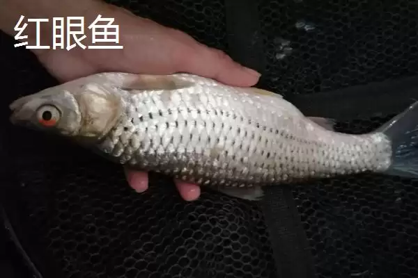 麦鲮鱼和红眼鱼区别介绍(麦鲮鱼圆鳞、吻钝、嘴阔与红眼鱼区别)?插图6 麦鲮鱼和红眼鱼区别介绍(麦鲮鱼圆鳞、吻钝、嘴阔与红眼鱼区别)?插图6
