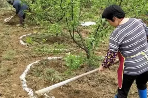 高温天气施肥方法相关要点(高温天气怎么施肥,施肥时间为下午、施肥后要浇水)?插图2 高温天气施肥方法相关要点(高温天气怎么施肥,施肥时间为下午、施肥后要浇水)?插图2