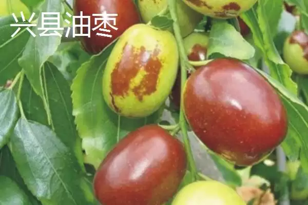 山西省山阴县特产介绍(山西省山阴县特产有油炸糕、荷藕等)？插图10