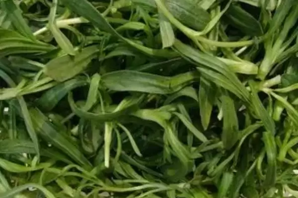 河南野菜的种类相关情况介绍(河南野菜的种类,你吃过哪几种)?插图2 河南野菜的种类相关情况介绍(河南野菜的种类,你吃过哪几种)?插图2