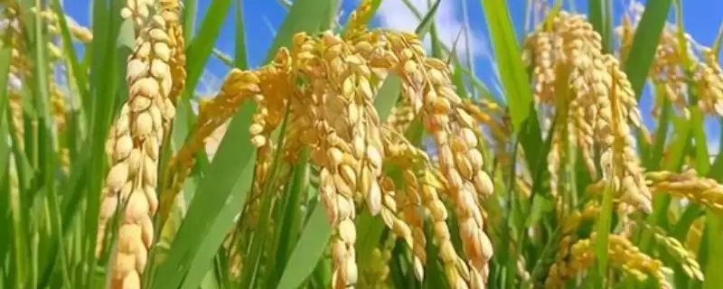谷优3186水稻种子需注意防治各种病虫害(谷优3186水稻种子注意防治各种病虫害有多关键)？-会东网