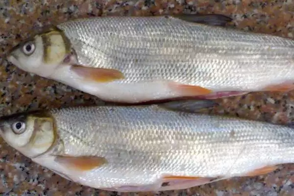 鲮鱼类别属性介绍(鲮鱼是常见淡水鱼类)?插图2 鲮鱼类别属性介绍(鲮鱼是常见淡水鱼类)?插图2