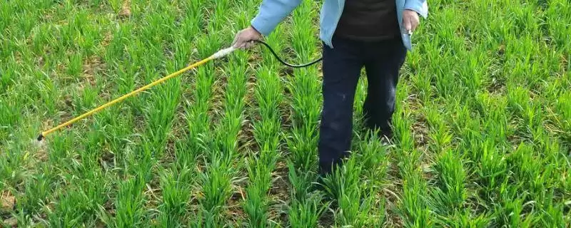 麦田杂草发生规律介绍(麦田杂草秋季发生密度高危害大)?-会东网