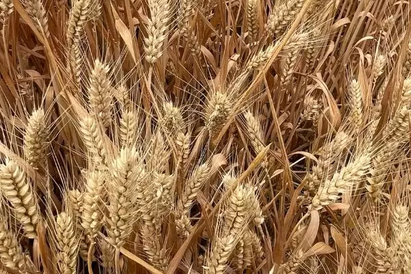 小麦抗性蚜虫治理方法及杀虫剂选择(小麦抗性蚜虫咋治理及杀虫剂选择)？插图3