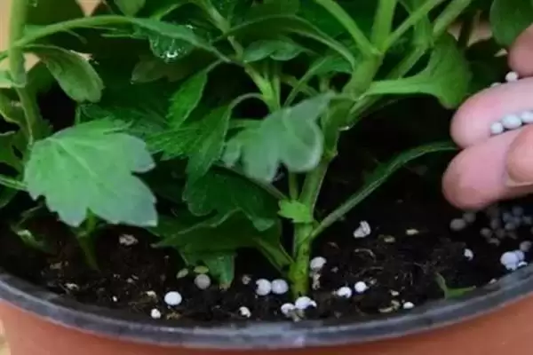 麦秆菊能否送人介绍(麦秆菊观赏价值高可赠送)?插图4 麦秆菊能否送人介绍(麦秆菊观赏价值高可赠送)?插图4