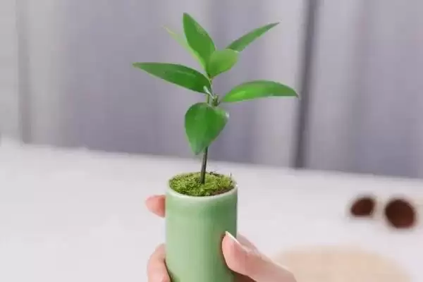 最贵兔耳兰品种及宽叶兰小兰草等介绍(最贵的兔耳兰品种有哪些及介绍)?插图3 最贵兔耳兰品种及宽叶兰小兰草等介绍(最贵的兔耳兰品种有哪些及介绍)?插图3