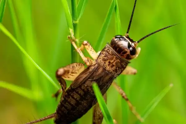 蟋蟀品种介绍及中华大棺头等品种特性(蟋蟀品种及中华等品种有何特性)？插图5