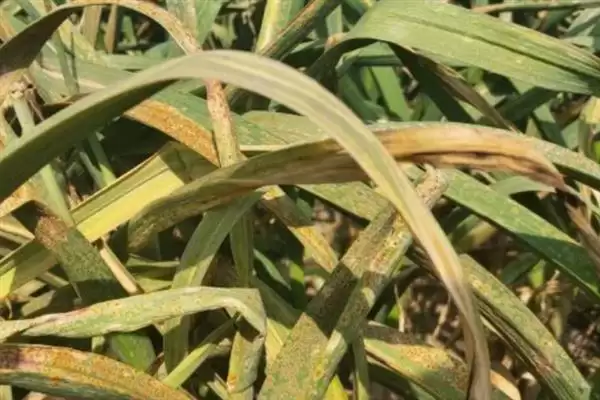 小麦叶枯病发病规律及4-5月发病情况(小麦叶枯病发病规律及发病时间)?插图4 小麦叶枯病发病规律及4-5月发病情况(小麦叶枯病发病规律及发病时间)?插图4