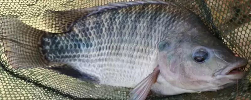 钓罗非鱼的常用饵料种类(钓罗非鱼的常用饵料，常见的有罗非风暴、疯杀罗非等)？-会东网