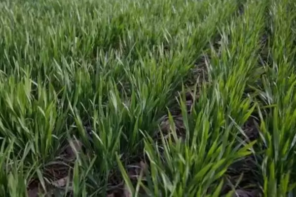 兴民58小麦种子介绍及病虫草害防治(兴民58小麦种子介绍及病虫害防治)？插图1