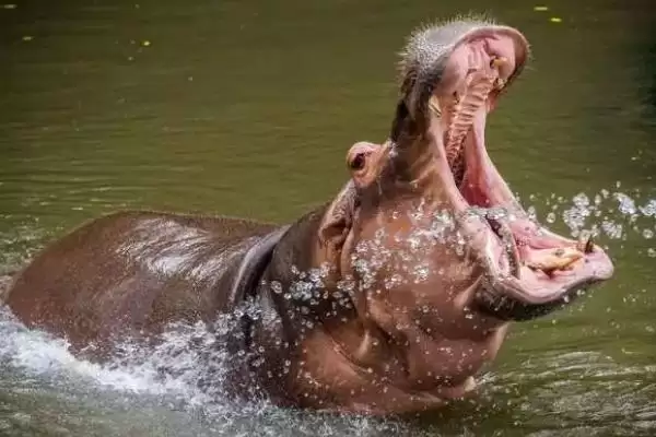 河马能否私人养殖相关情况(河马能否私人养殖,属于危险动物不能私人养殖)?插图4 河马能否私人养殖相关情况(河马能否私人养殖,属于危险动物不能私人养殖)?插图4