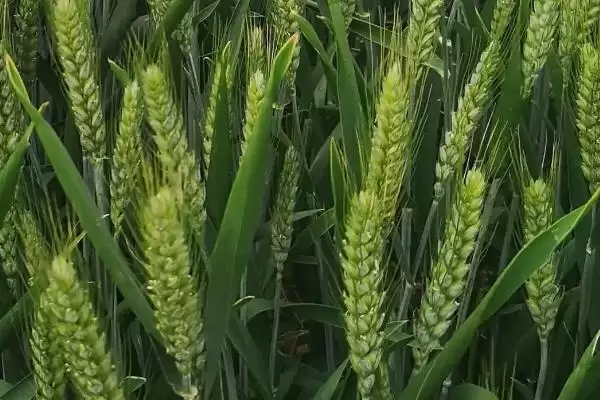 农大3753小麦种子筋性介绍(农大3753为中筋小麦品种)？插图3