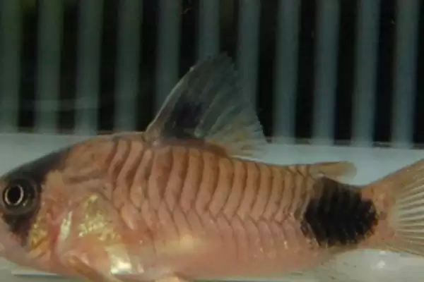 神仙鱼混养鱼类推荐(神仙鱼可与7种鱼混养)?插图5 神仙鱼混养鱼类推荐(神仙鱼可与7种鱼混养)?插图5