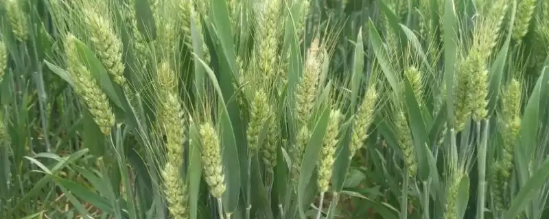 滇麦8号小麦品种特性、抗病能力(滇麦8号小麦品种的特性,白粉病高抗(HR))?-会东网