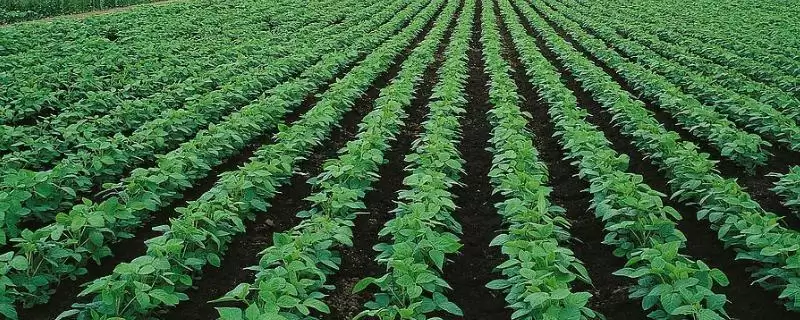 郑EH006大豆种子特征特性与播种时机(郑EH006大豆种子特征及播种时机)？-会东网