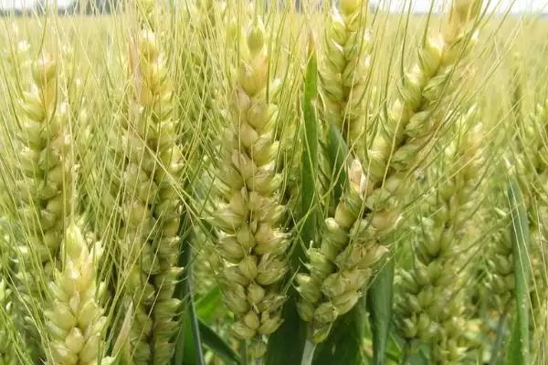 菏麦29小麦种子特征特性、病虫害防治(菏麦29小麦种子特征特性，注意防治纹枯病)？插图1