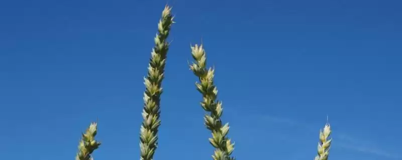 蜀麦691小麦品种抗病特性(蜀麦691中抗赤霉病)?-会东网