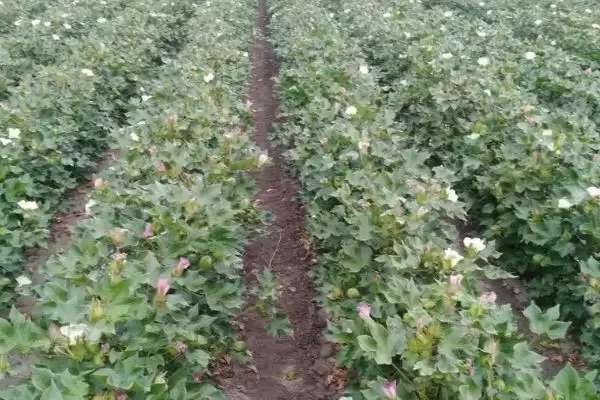 避免棉花疯长方法及药物喷施要点(怎么避免棉花疯长及药物喷施要点)?插图3 避免棉花疯长方法及药物喷施要点(怎么避免棉花疯长及药物喷施要点)?插图3