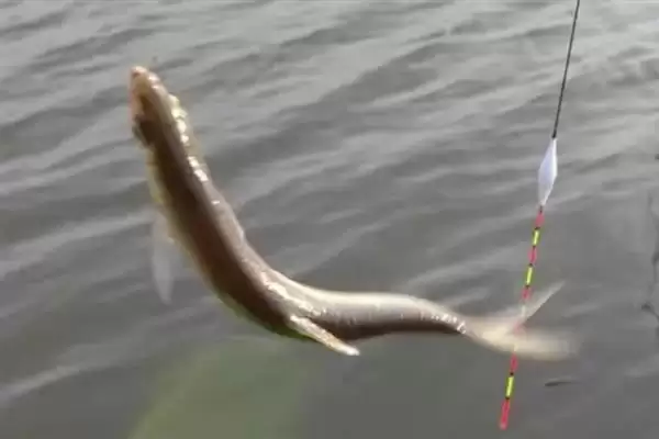 钓白条鱼的技巧相关要点(钓白条鱼的技巧,主流钓法是钓浮)?插图6 钓白条鱼的技巧相关要点(钓白条鱼的技巧,主流钓法是钓浮)?插图6