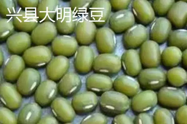 山西省山阴县特产介绍(山西省山阴县特产有油炸糕、荷藕等)？插图8