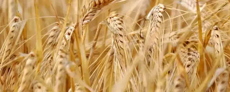 西农388小麦种子防虫要点(西农388注意防治病虫害)？-会东网