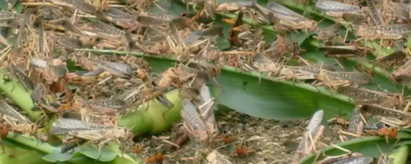 养殖昆虫前景分析及目前发展状况(养殖昆虫的前景如何及发展状况)?-会东网