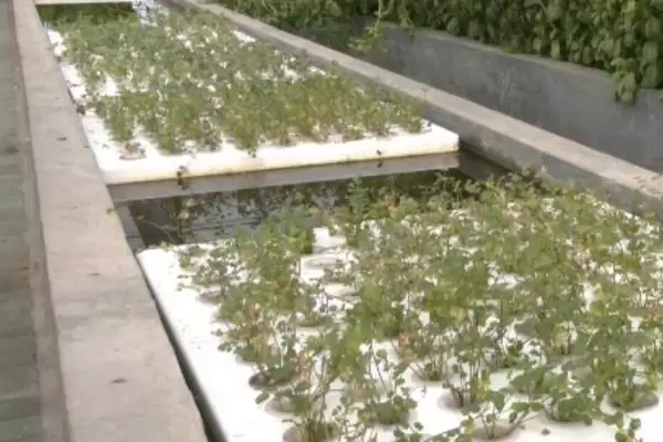 赤首乌栽培方法及栽后搭棚遮荫要点(赤首乌的栽培方法有哪些及搭棚要点)?插图1 赤首乌栽培方法及栽后搭棚遮荫要点(赤首乌的栽培方法有哪些及搭棚要点)?插图1