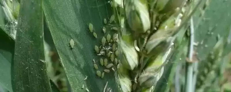 越冬时期小麦蚜虫防治方法及措施(越冬时期如何防治小麦蚜虫及措施)？-会东网