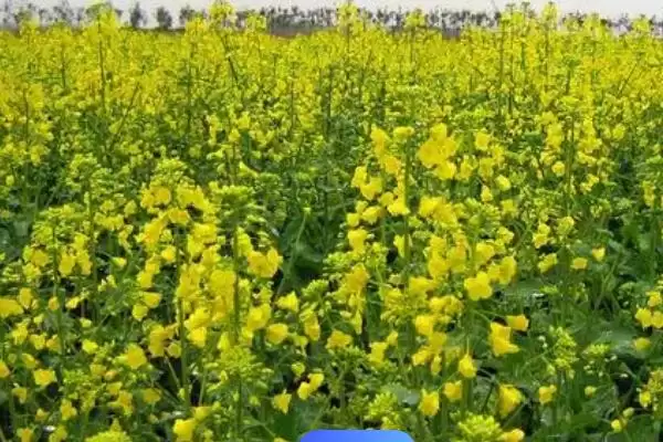 油菜高产种植技术与移栽密度确定(油菜高产咋种植及移栽密度确定)？插图1