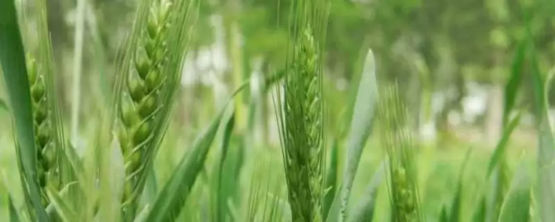 淮麦48小麦品种情况、适宜基本苗数(淮麦48小麦品种简介，每亩适宜基本苗14万—22万)？-会东网