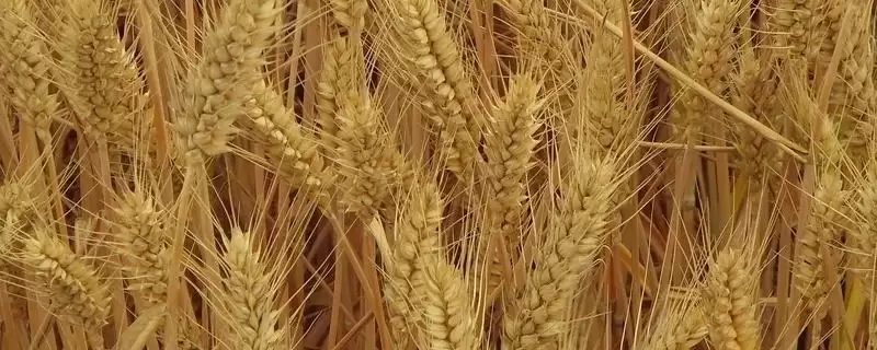 皖垦麦0901小麦品种播期介绍(皖垦麦0901适宜播期10月10-25日)?-会东网