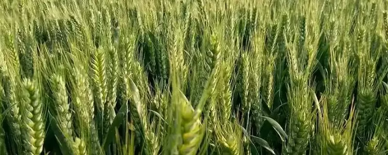 徐麦35特征特性与全生育期时长(徐麦35特征特性及生育期)?-会东网