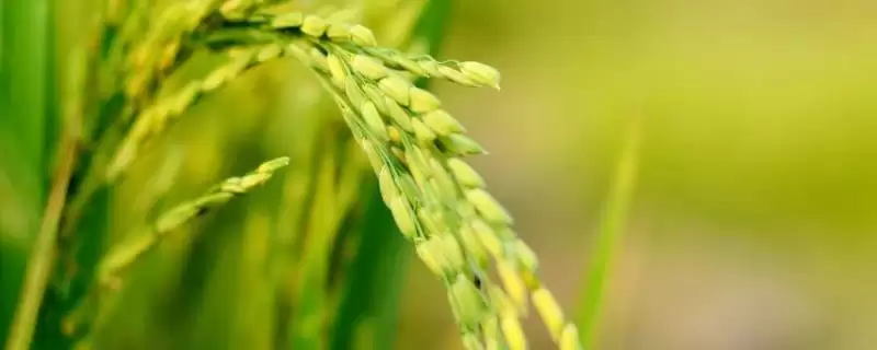 博Ⅲ优273水稻种子高抗稻瘟病(博Ⅲ优273水稻种子高抗稻瘟病有何作用)？-会东网
