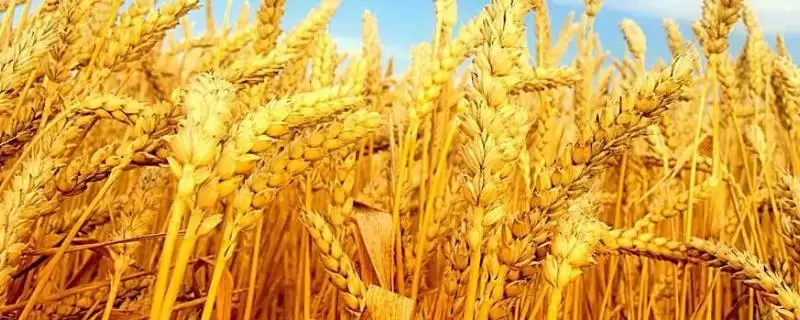 西农20小麦品种属性(西农20属半冬性品种)？-会东网