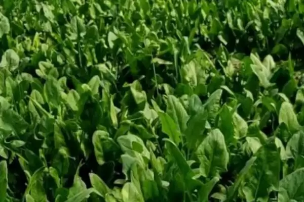 越冬菠菜种植时间与适宜气温条件(越冬菠菜什么时候种及适宜气温)?插图7 越冬菠菜种植时间与适宜气温条件(越冬菠菜什么时候种及适宜气温)?插图7